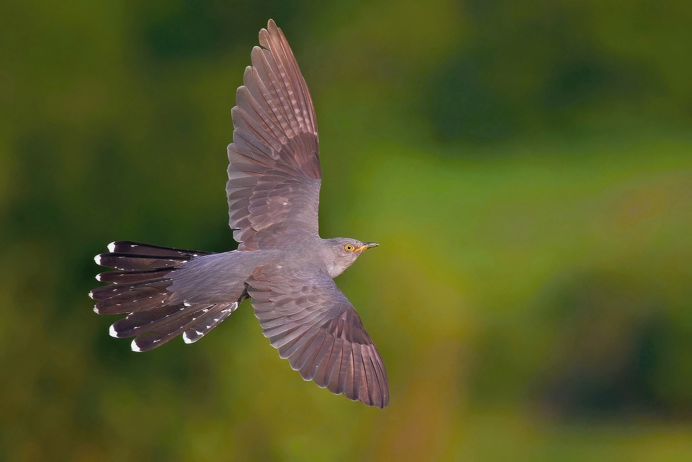 Kukačka obecná ( Cuculus canorus )
