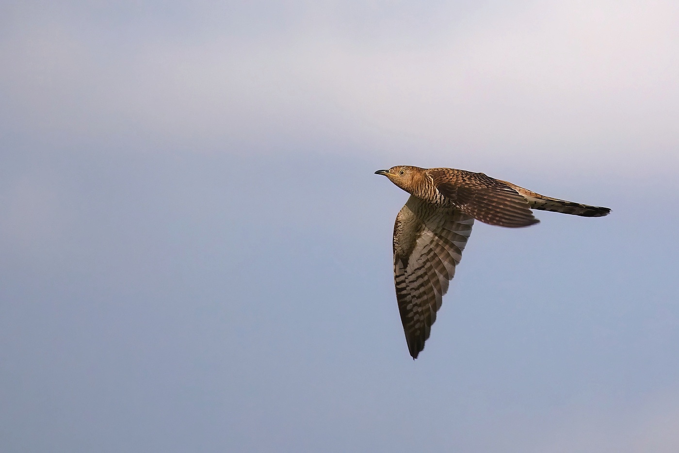Kukačka obecná ( Cuculus canorus )