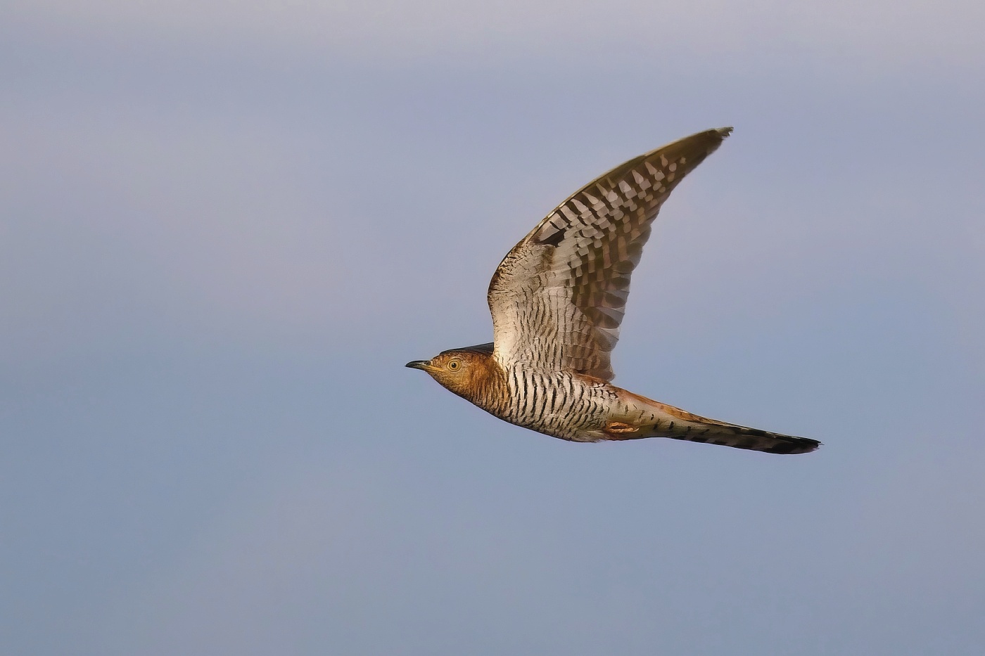 Kukačka obecná ( Cuculus canorus )