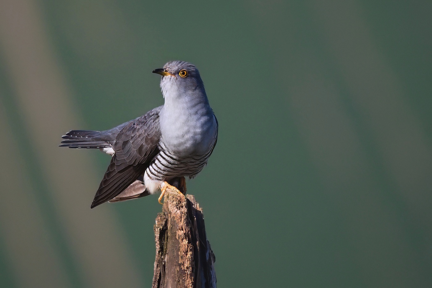 Kukačka obecná ( Cuculus canorus )