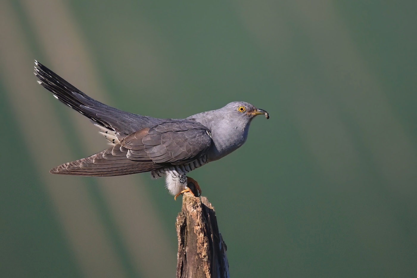 Kukačka obecná ( Cuculus canorus )