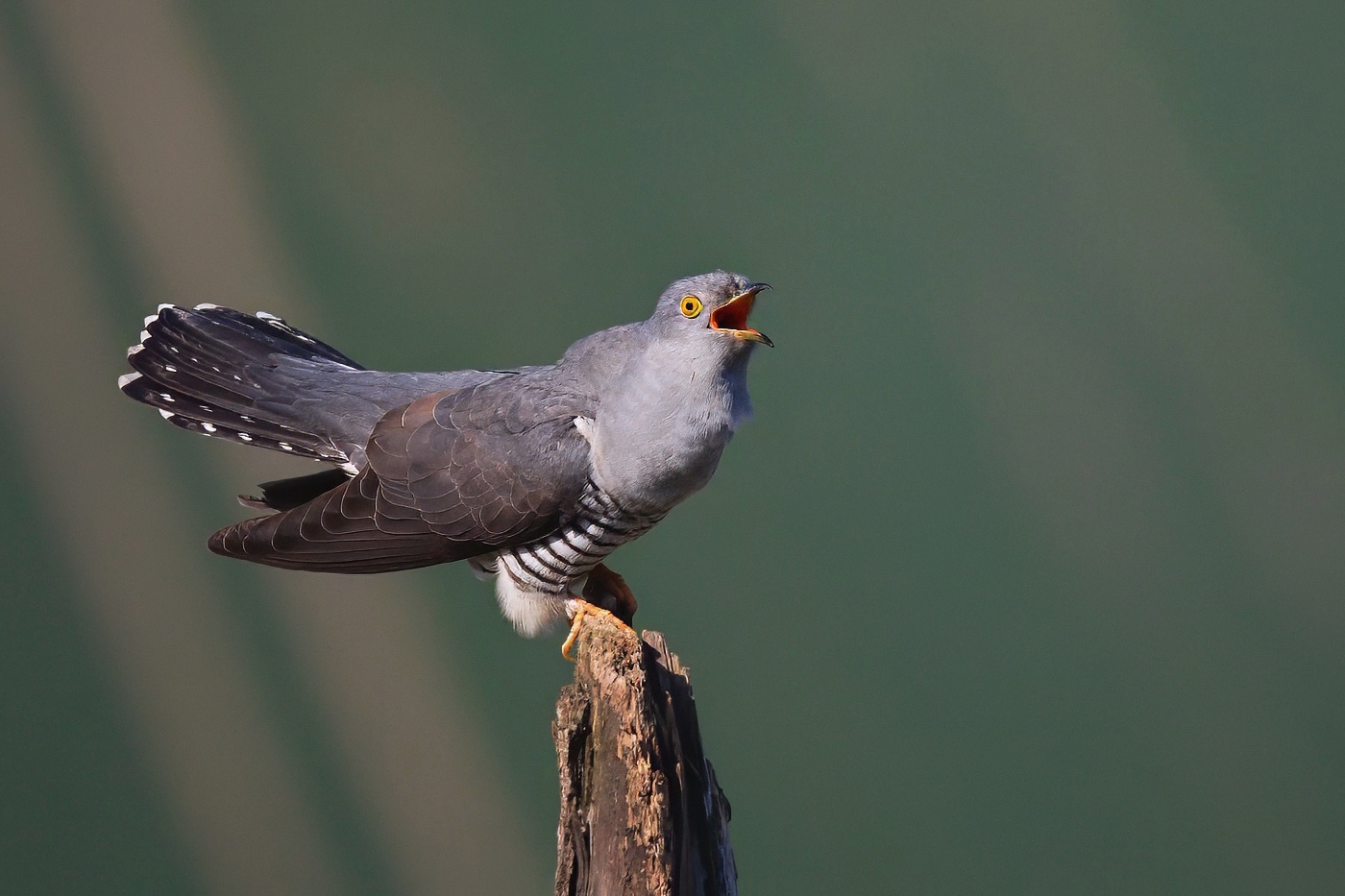 Kukačka obecná ( Cuculus canorus )