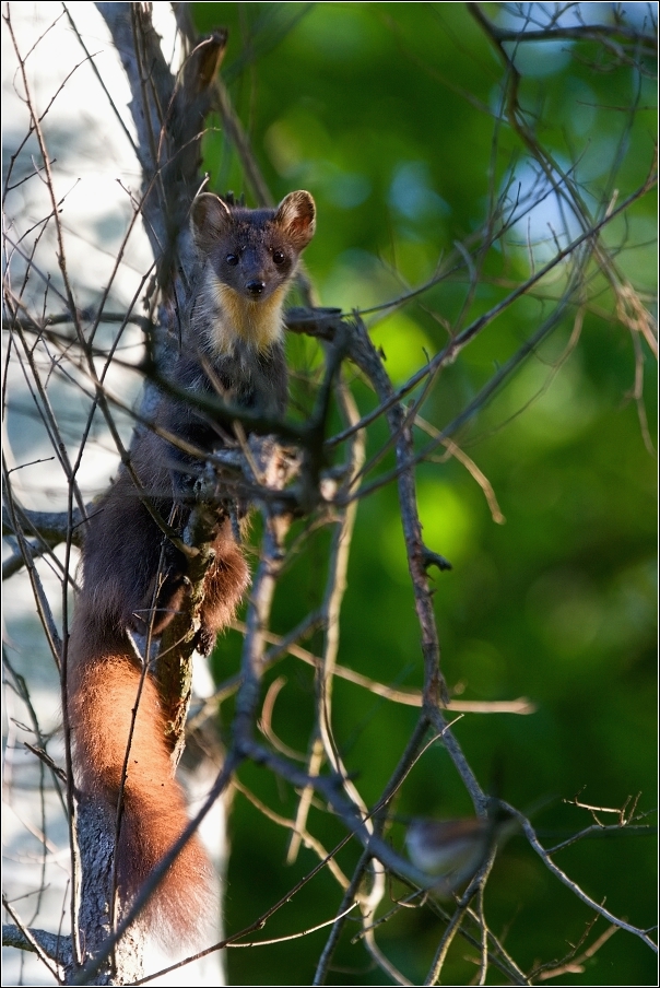 Kuna lesní  ( Martes martes )