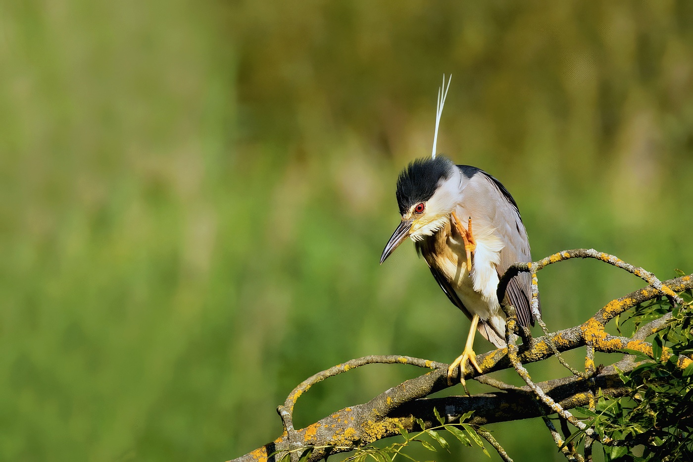 Kvakoš noční  ( Nycticorax nycticorax ) 