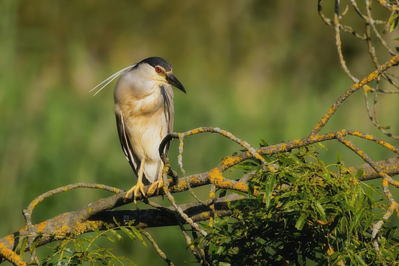 Kvakoš noční  ( Nycticorax nycticorax ) 