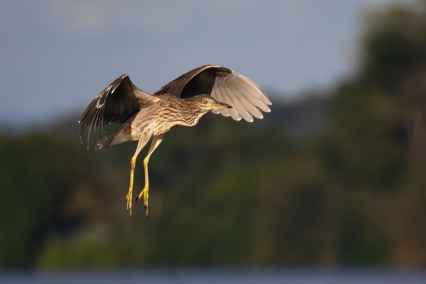 Kvakoš noční  ( Nycticorax nycticorax ) 