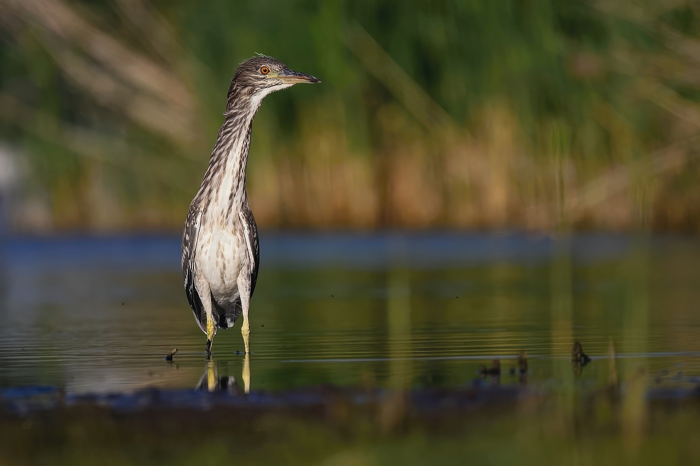 Kvakoš noční  ( Nycticorax nycticorax ) 