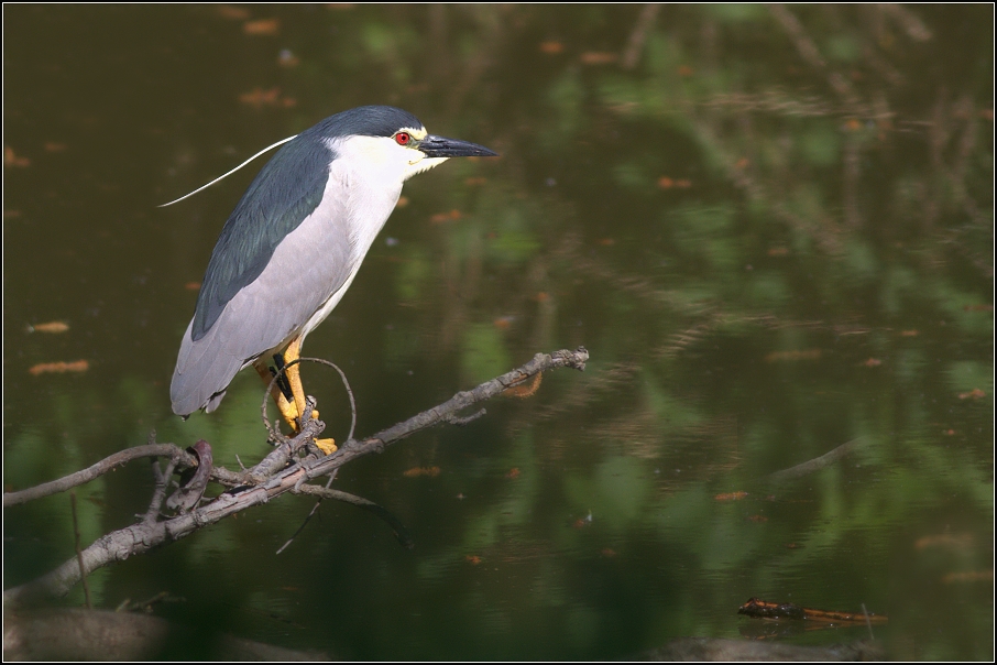 kvakoš noční ( Nycticovan nycticovan )