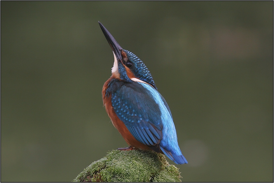 Ledňáček říční