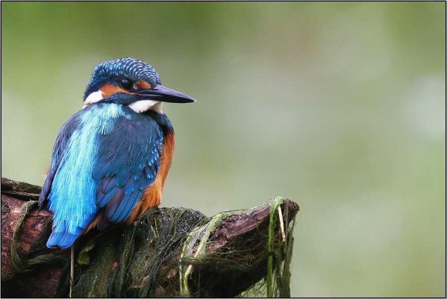 Ledňáček říční