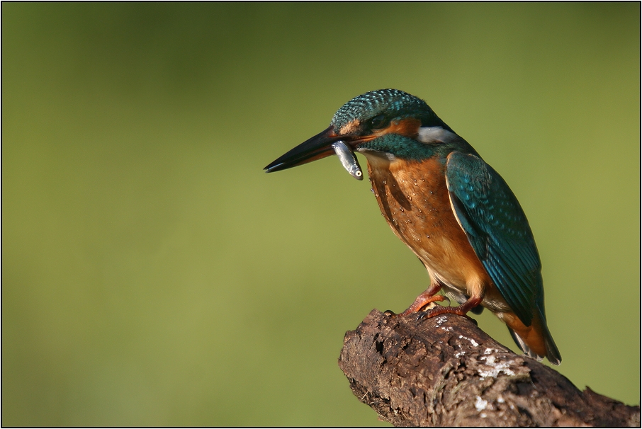 Ledňáček říční