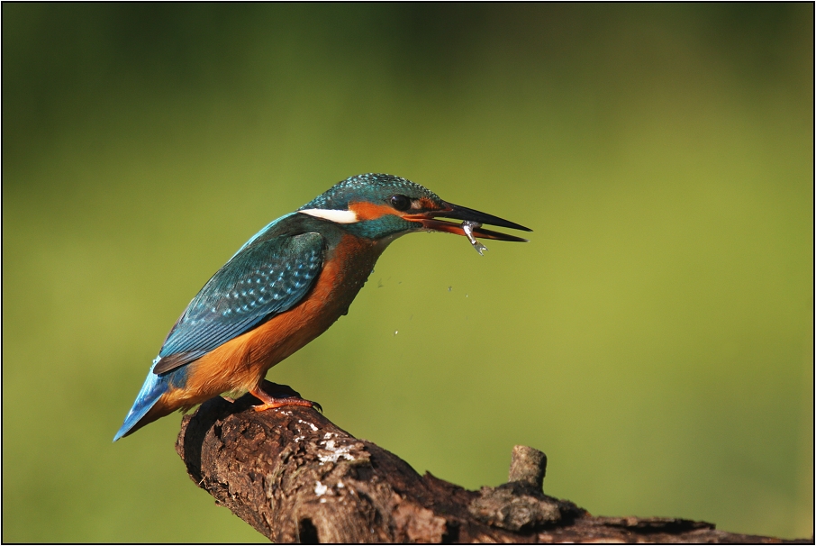 Ledňáček říční