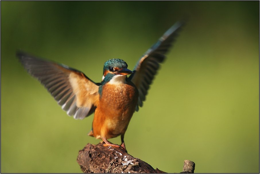 Ledňáček říční