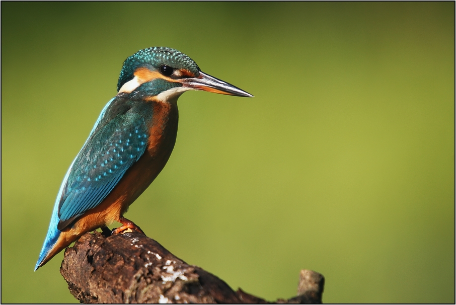 Ledňáček říční