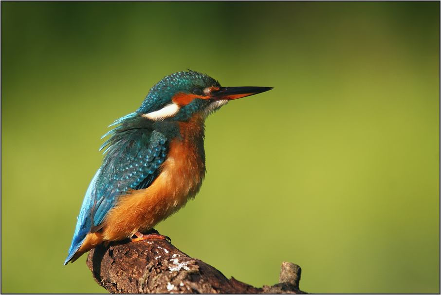 Ledňáček říční