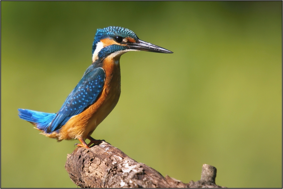 Ledňáček říční