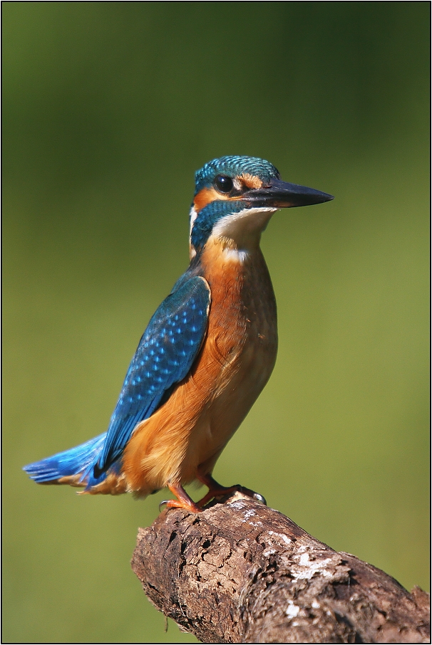 Ledňáček říční