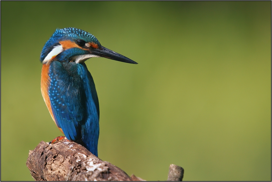 Ledňáček říční