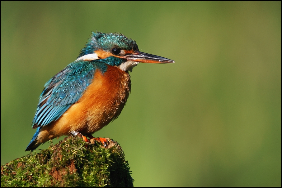 Ledňáček říční