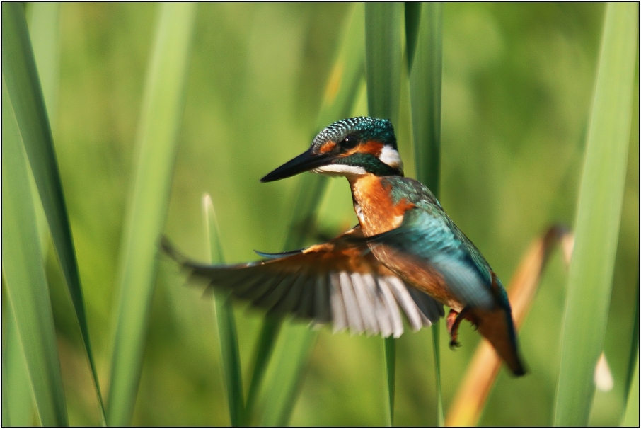 Ledňáček říční
