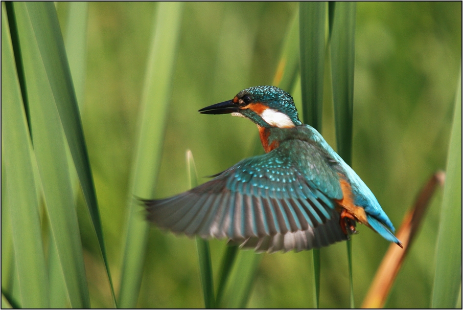 Ledňáček říční