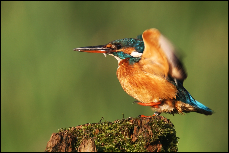 Ledňáček říční