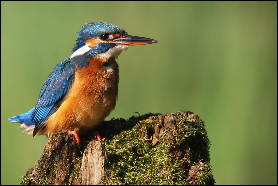 Ledňáček říční