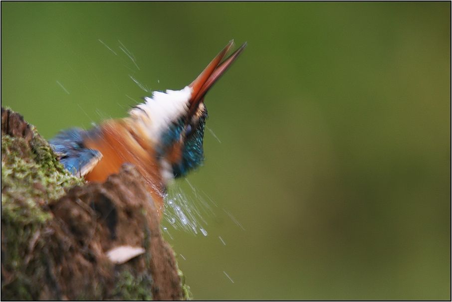 Ledňáček říční