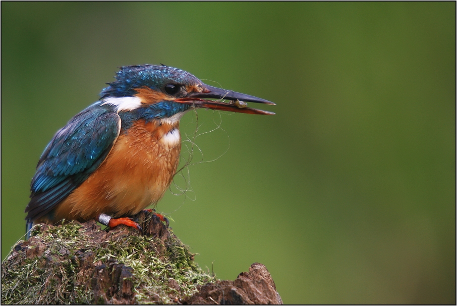 Ledňáček říční