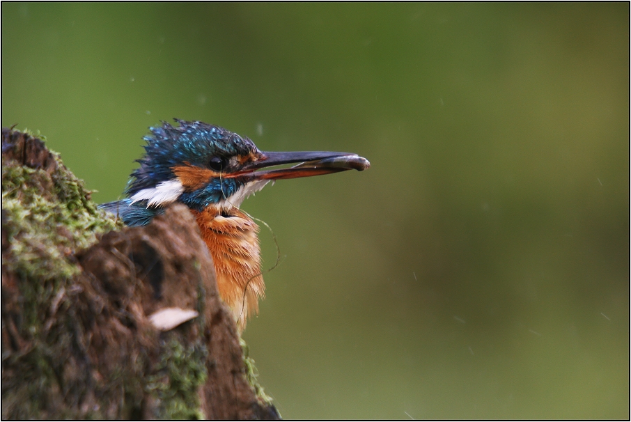 Ledňáček říční