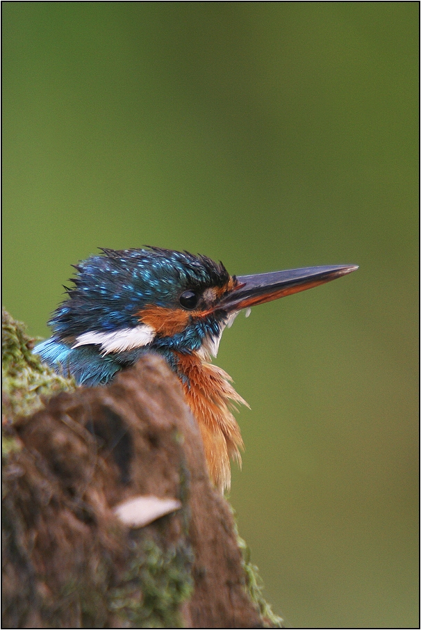 Ledňáček říční