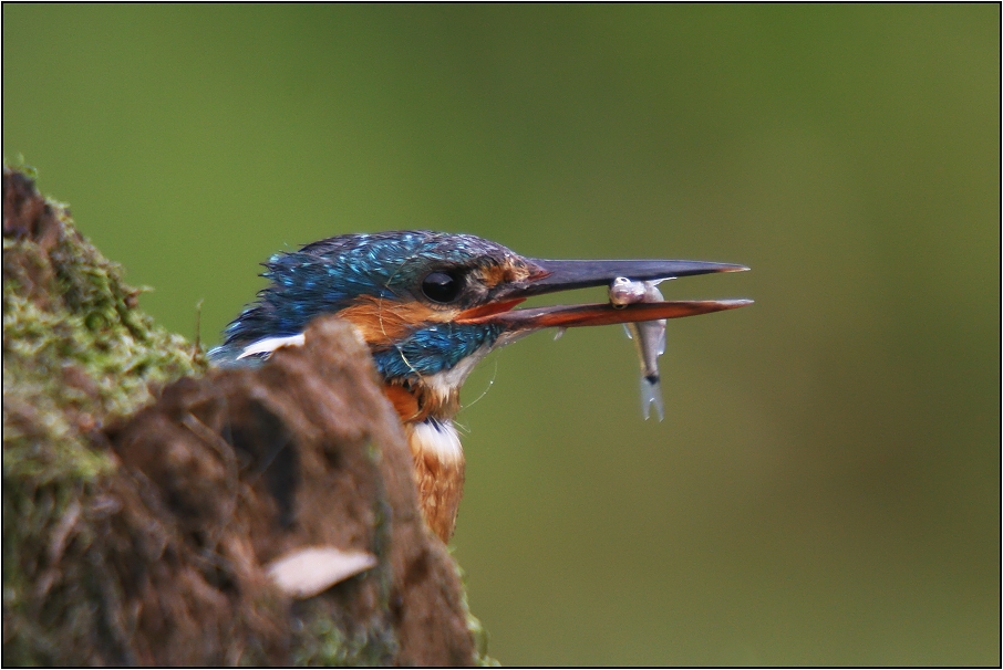 Ledňáček říční