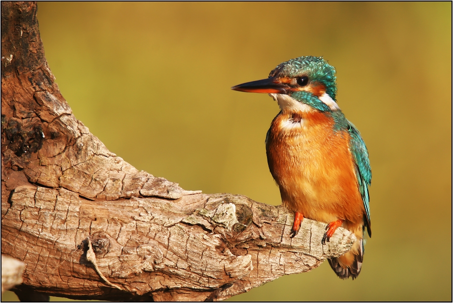 Ledňáček říční