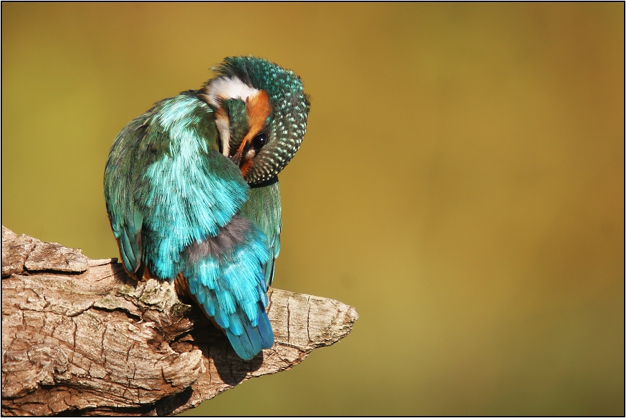 Ledňáček říční