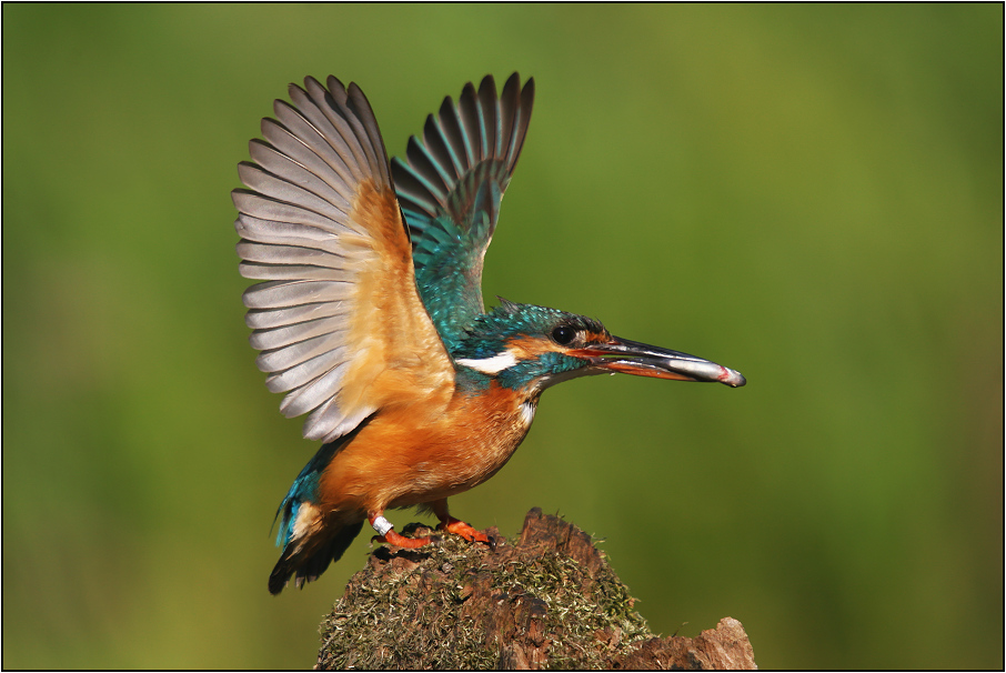 Ledňáček říční