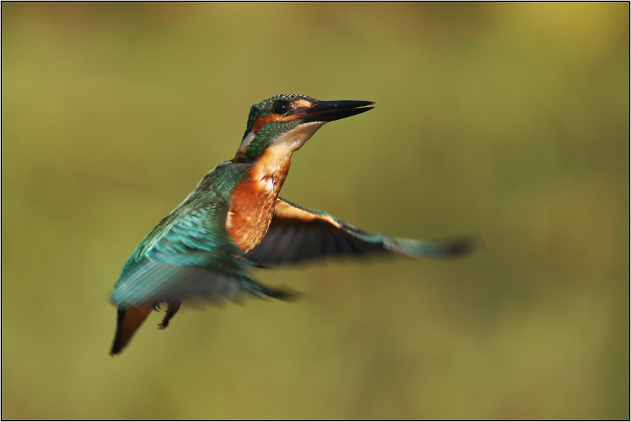 Ledňáček říční