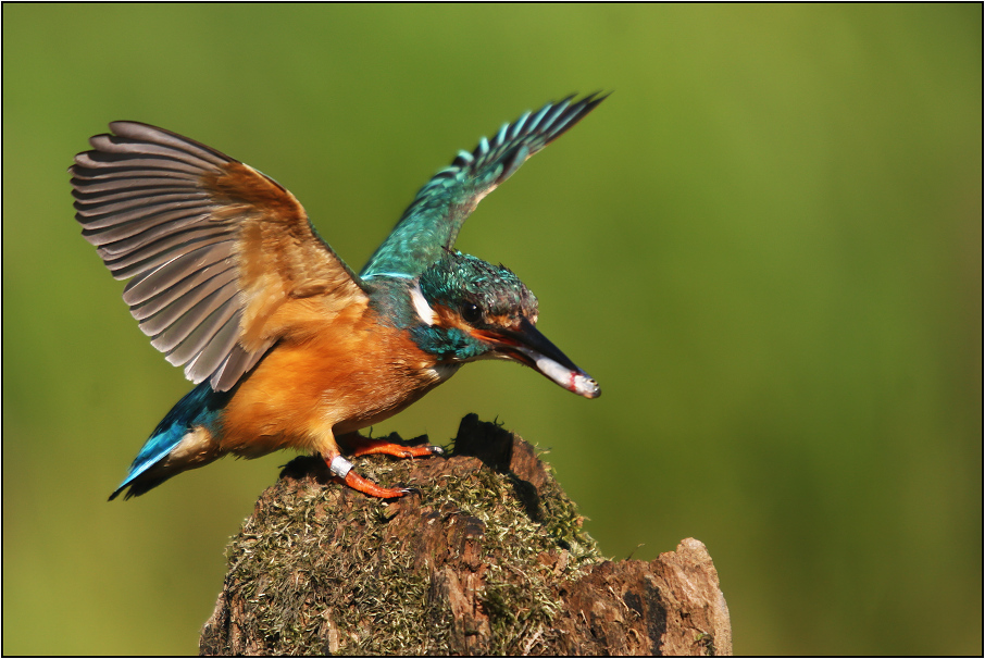 Ledňáček říční