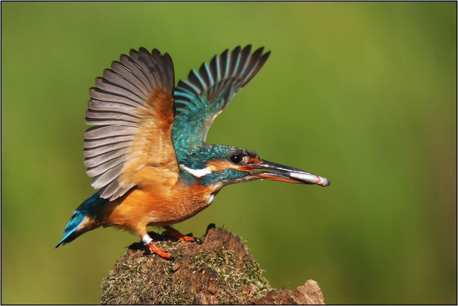 Ledňáček říční