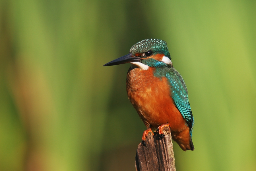 Ledňáček říční