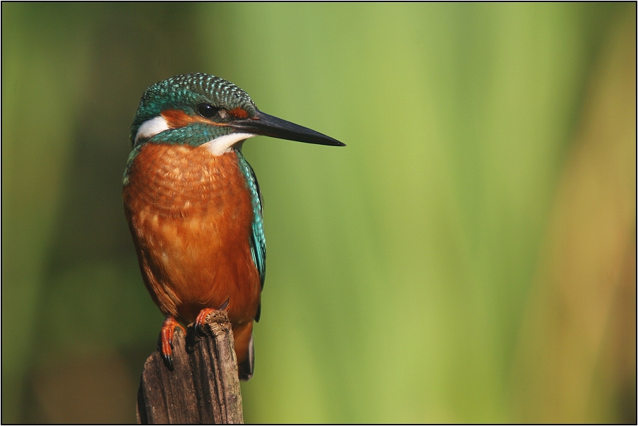 Ledňáček říční