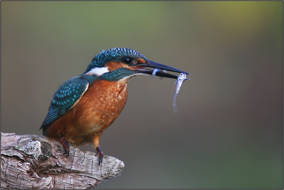 Ledňáček říční