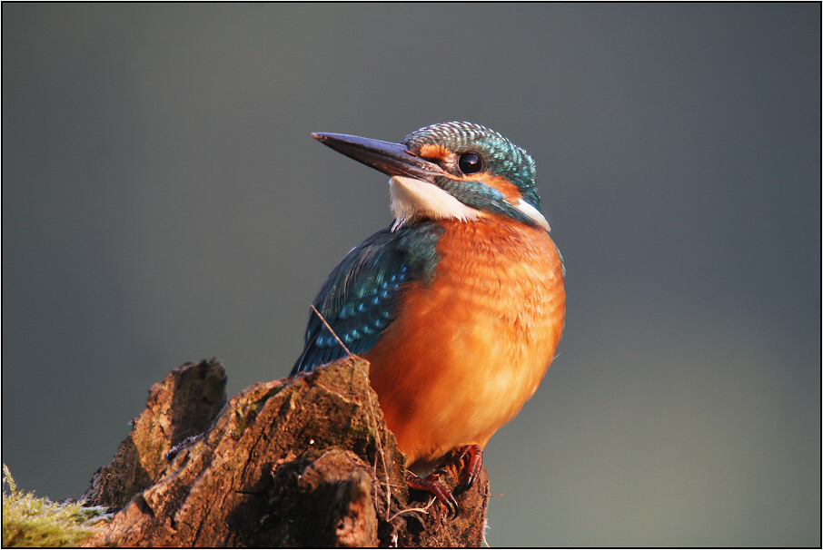 Ledňáček říční