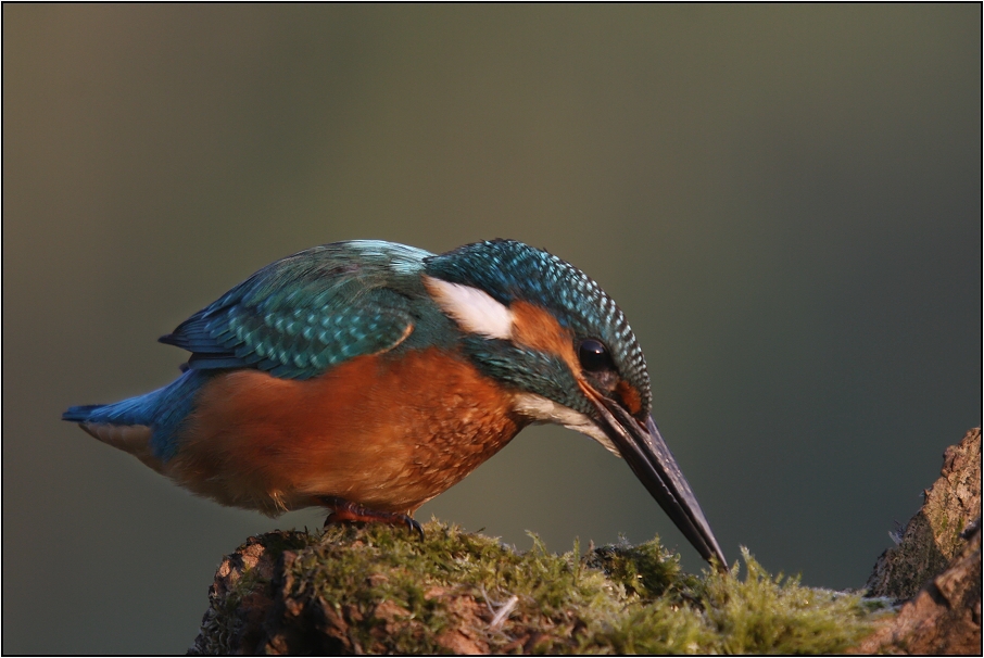 Ledňáček říční