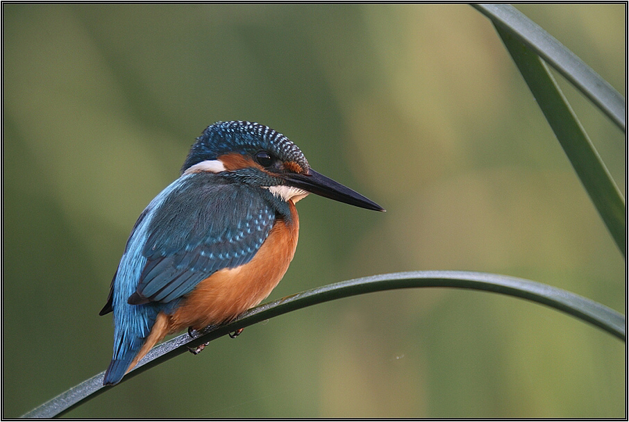 Ledňáček říční