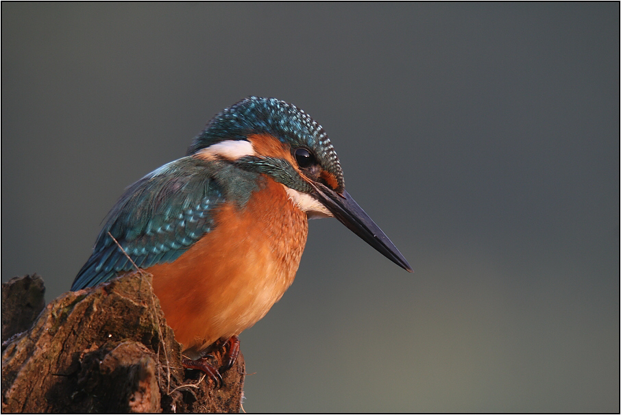 Ledňáček říční