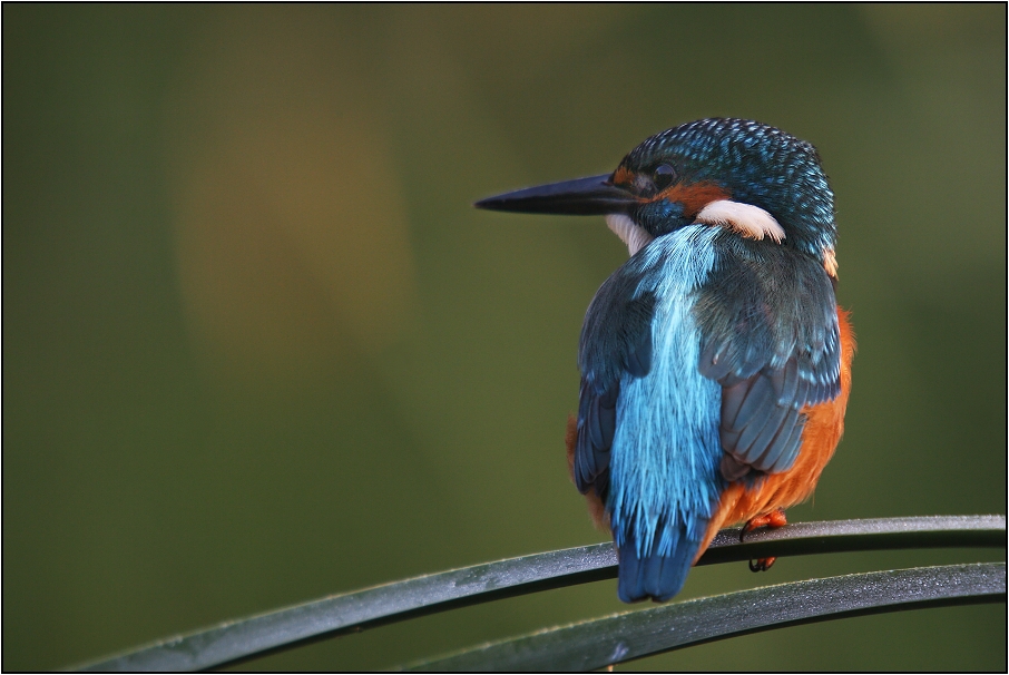 Ledňáček říční