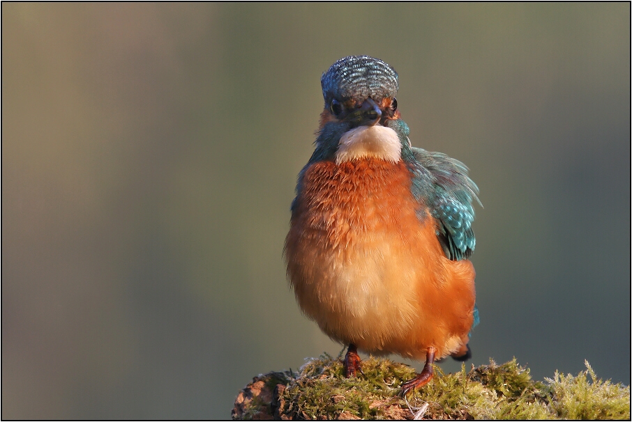 Ledňáček říční