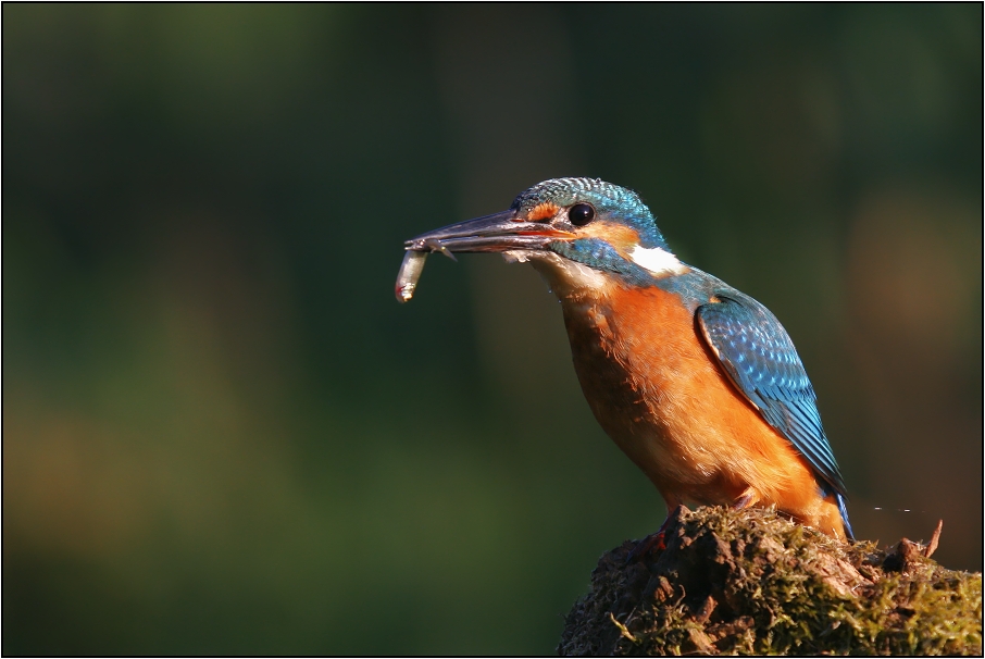 Ledňáček říční