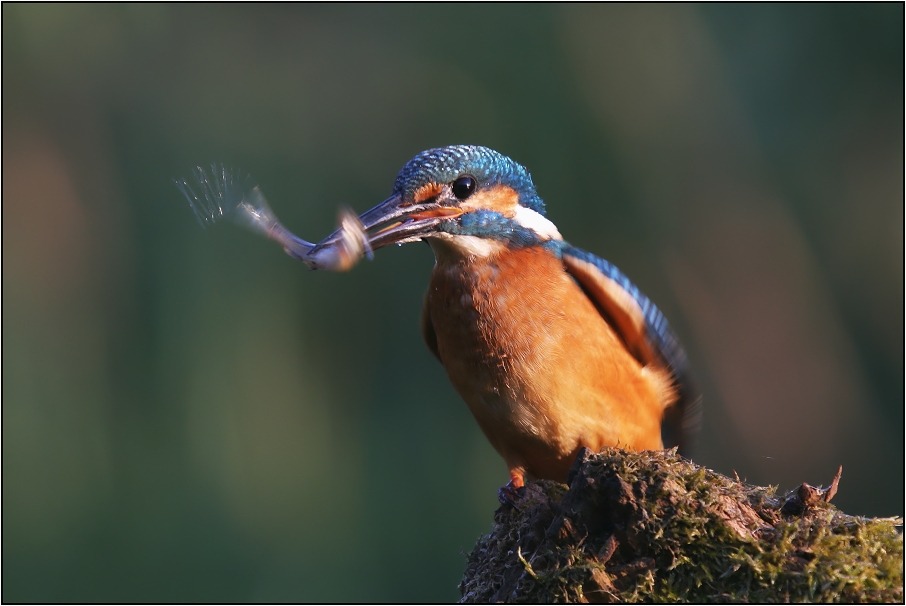 Ledňáček říční