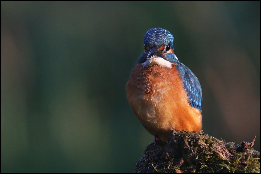 Ledňáček říční